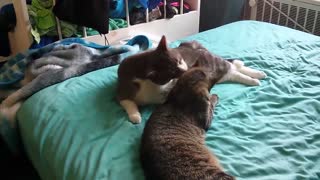 Cat grooming leads to funny fight