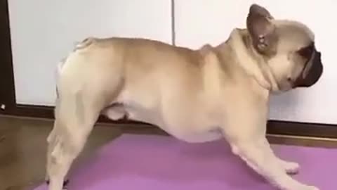 yoga dog perfect