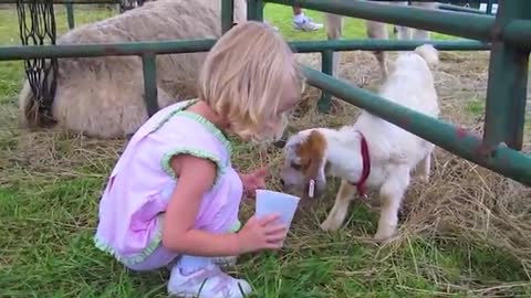 Animal play with child on home