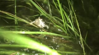 Oak toad calling after a storm