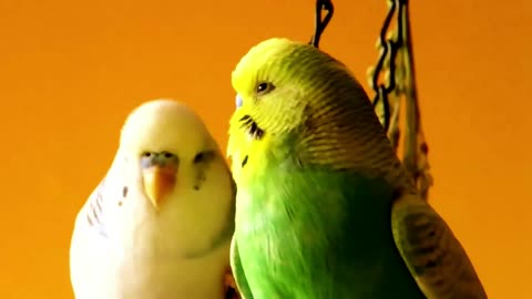 À cute couple of Parakeets