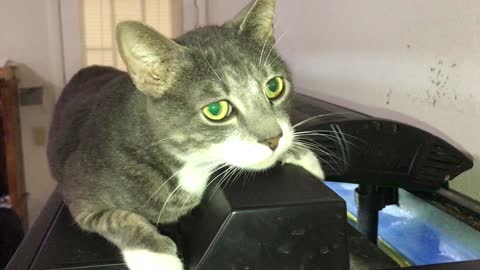 Sad looking cat on top of a fish aquarium with a turtle in it