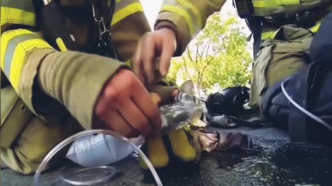 Firefighter Saving Baby Cat