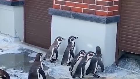 The penguins chasing the light are so cute