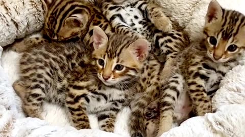 Tiger 🐅 🐯 cat's lover's #cat's #cats #catlover #video #viral #trending #viral short