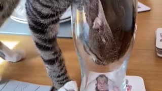 Inquisitive Kitty Gets to the Bottom of Glass