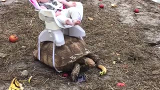 Baby Rides on Tortoise