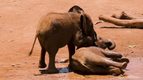 Elephants take a mud bath