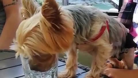 Dog has great table manners