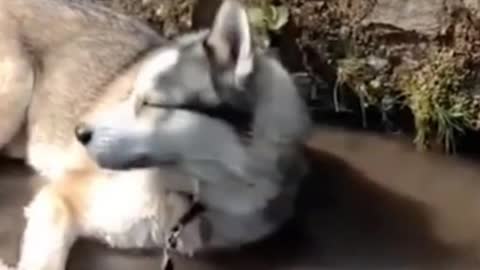 Husky Enjoying Life