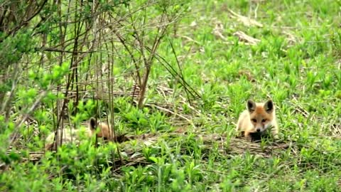 Tic and Tac - The Fox Kits