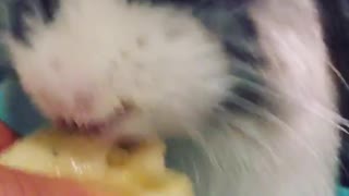 Black white bunny eats banana