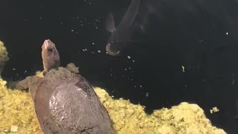 Massive snakehead attacks Big snapping turtle. (Full Fight)