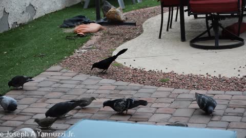 Arizona Grackle