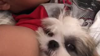 Shih Tzu puppy preciously naps with human best friend