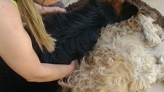 Dog Cries Over His Sleeping Friend