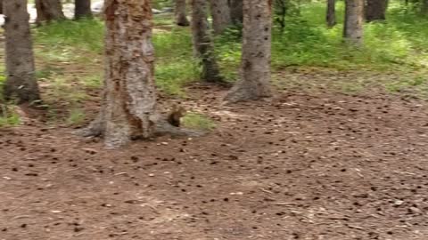 Squirrel takin by crow