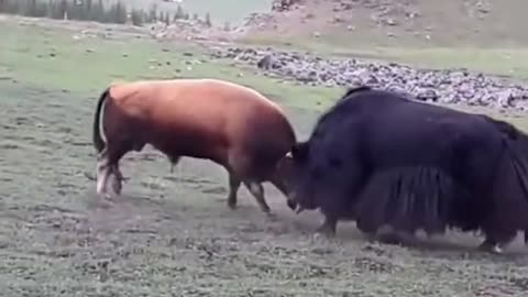 Wow bull vs yak fight!