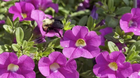 Bumble Bee busy pollinating petunia flowers