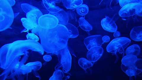 Beautiful Jellyfish looking for everyone