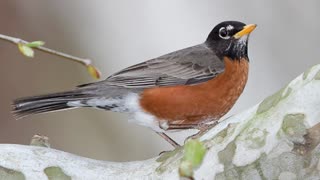 American Robin Bird Singing - American Robin Bird Sounds, American Robin Bird Chirping
