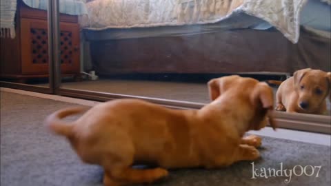 Cute & funny dog fun with mirror