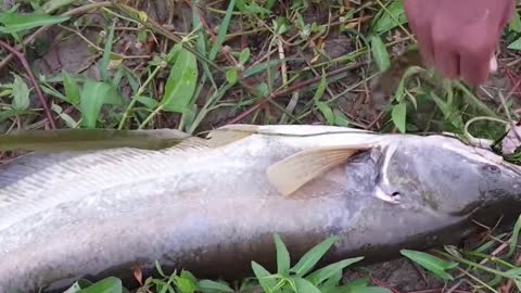 The Boy Catch fish on River today