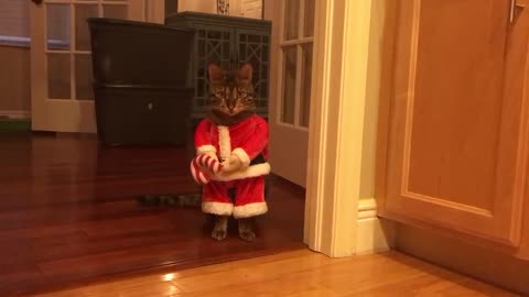 Funny Santa cat