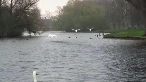 Mute swans practice flying #10