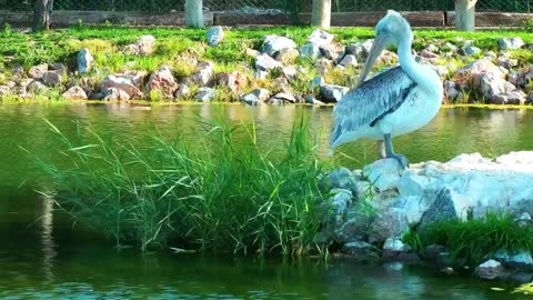 Bird pelican glowing near the water