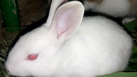 Rabbit babys . Cute babys eating food #Shorts