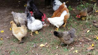 Chickens Face Full of Cake