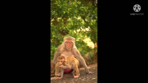 Baby monkey playing with the big monkey.