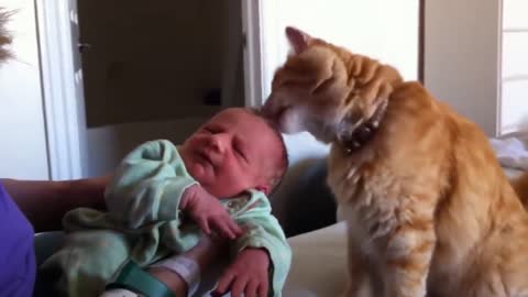 Cute Cats Meeting Cute Babies