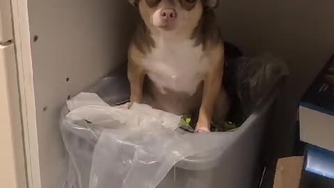 Chihuahua Caught Getting Into Garbage