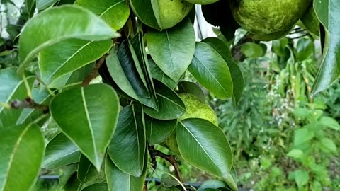 Harvesting Pear Fruits