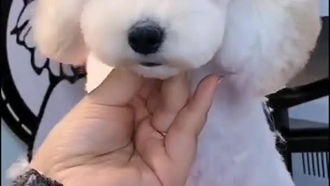 How to cut a dog's hair