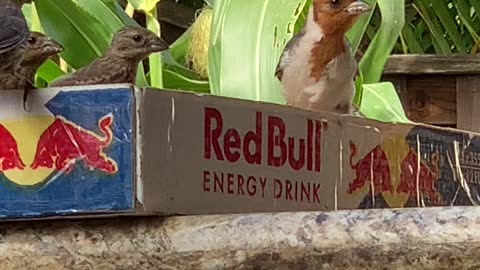 More Red Crested Cardinal Teenager eating seeds