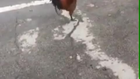 Chicken dances to sound on pavement