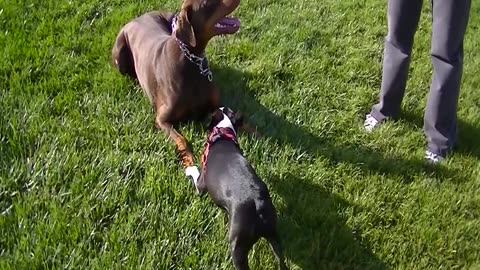 Roma The Doberman Plays with Ziggy the Pest