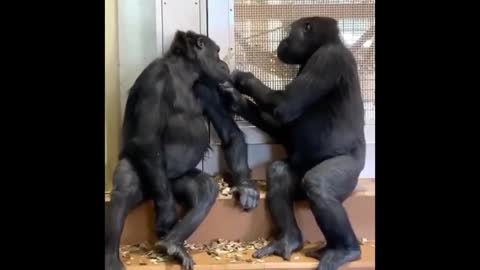 #Funny #monkeyFunny #FunnyAnimals OMG... Never Seen Before Monkey Laugh Funny Video In 2021