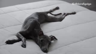 Music dog stretching on owners bed and moving around