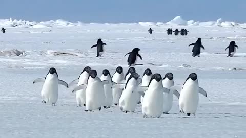 Waddle Waddle~(Adélie penguins)