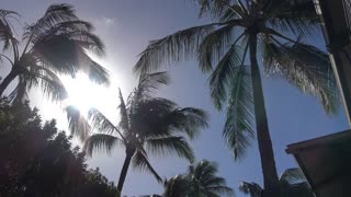 Hawaii Palm Trees