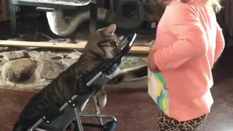 Kitten In Stroller Plays With Toddler
