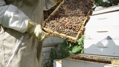 Bee Keeper shows bees on a honey super