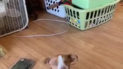 Beagle puppy talking