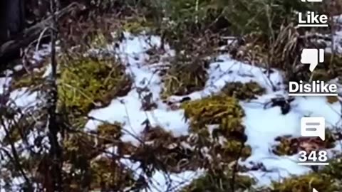 Finally, a clear video recording of Bigfoot caught on camera.