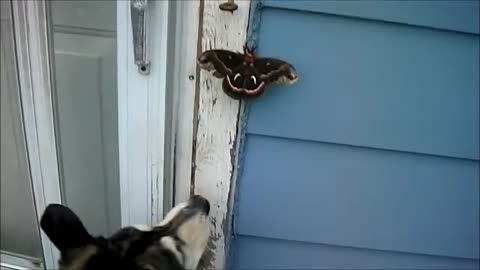 Husky vs Big Ass Moth