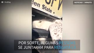 Coruja presa em para-choque de carro é resgatada